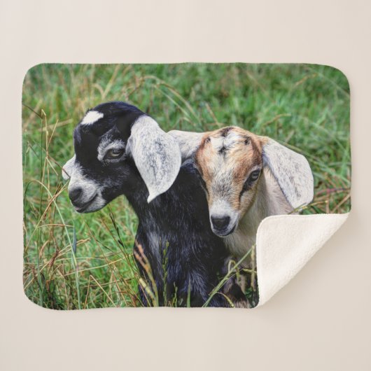 Baby-Ziegen Sherpadecke (Vorderseite (Horizontal))