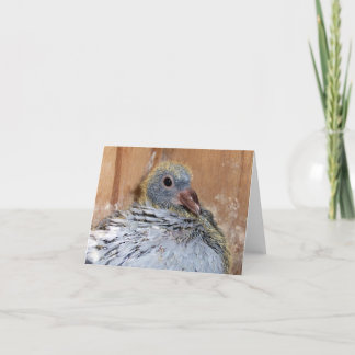 Baby-Zieltaube Notecard Karte