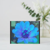 Baby Zinnia in Blue Postcard Postkarte (Stehend Vorderseite)