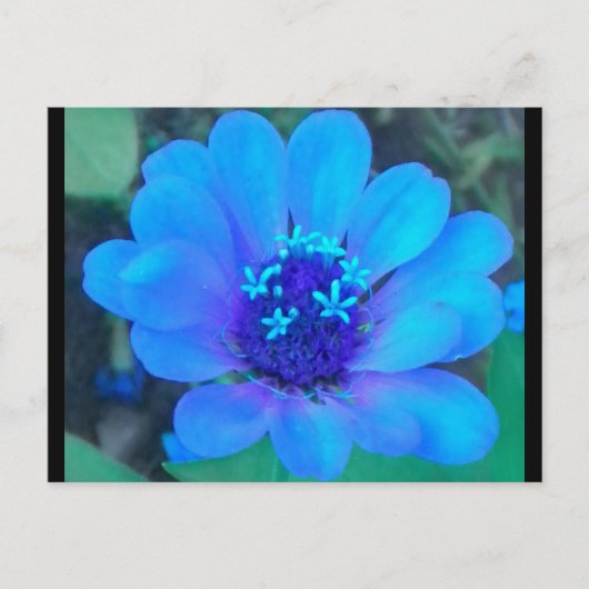 Baby Zinnia in Blue Postcard Postkarte (Vorderseite)