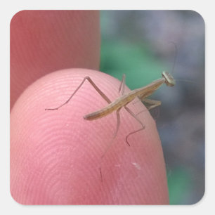 Babybetender Mantis auf Finger Quadratischer Aufkleber