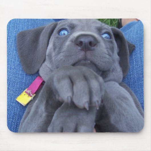 Babyblau weimeraner mousepad (Vorne)
