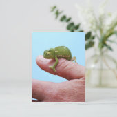 Babychamäleonperspektive Postkarte (Stehend Vorderseite)