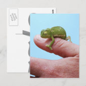 Babychamäleonperspektive Postkarte (Vorne/Hinten)