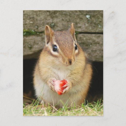 Babychipmunk mit Erdbeere Postkarte (Vorderseite)