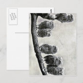 Babycreme-Owls Postkarte (Vorne/Hinten)
