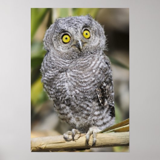 Babycreme Poster (Vorne)