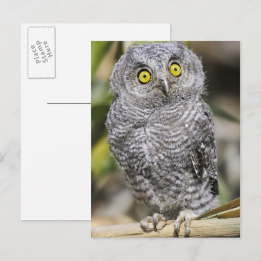 Babycreme Postkarte (Vorne/Hinten)