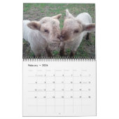 Babydoll Southdown Sheep 2015 NABSSAR-Kalender Kalender (Feb 2026)