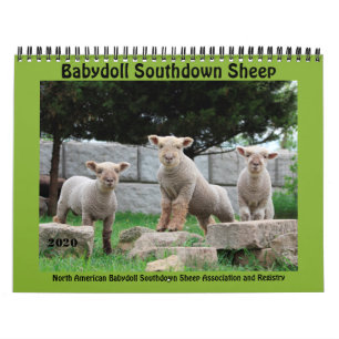 Babydoll Southdown Sheep 2020 NABSSAR-Kalender Kalender