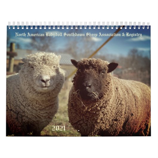 Babydoll Southdown Sheep 2021 NABSSAR-Kalender Kalender (Titelbild)