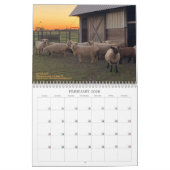 Babydoll Southdown Sheep 2021 NABSSAR-Kalender Kalender (Feb 2026)