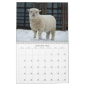 Babydoll Southdown Sheep 2022 NABSSAR-Kalender Kalender (Jan 2026)