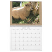 Babydoll Southdown Sheep 2024 NABSSAR-Kalender Kalender (Mär 2026)