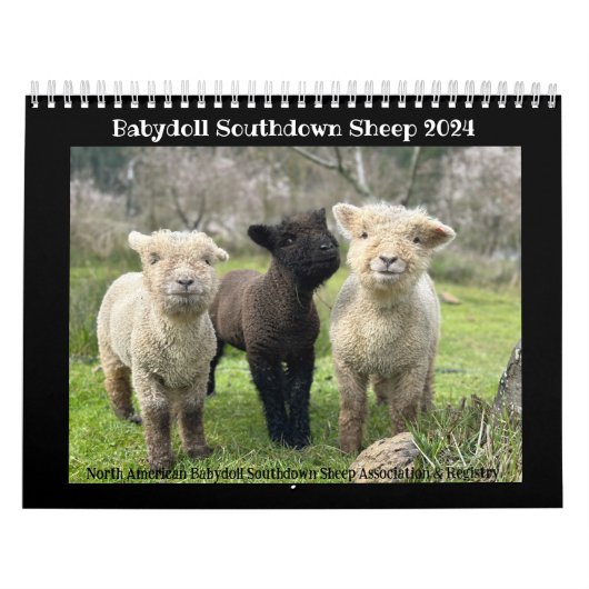 Babydoll Southdown Sheep 2024 NABSSAR-Kalender Kalender (Titelbild)