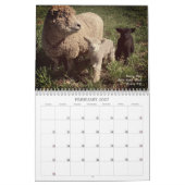 Babydoll Southdown Sheep 2025 Kalender (Feb 2027)