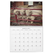 Babydoll Southdown Sheep 2025 Kalender (Mär 2027)