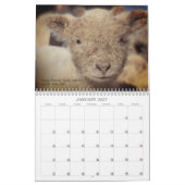 Babydoll Southdown Sheep 2025 Kalender (Jan 2027)