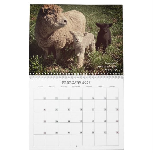 Babydoll Southdown Sheep 2025 Kalender (Feb 2026)