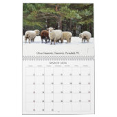 Babydoll Southdown Sheep 2026 NABSSAR Calendar Kalender (Mär 2026)