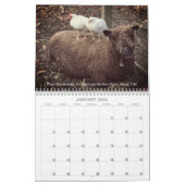 Babydoll Southdown Sheep 2026 NABSSAR Calendar Kalender (Jan 2026)
