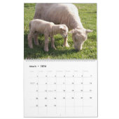 Babydoll Southdown Sheep Calendar Kalender (Mär 2026)