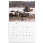 Babydoll Southdown Sheep Calendar Kalender (Feb 2026)