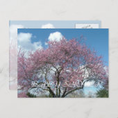 Babydusche, Frühlingskirschblüte Einladungspostkarte (Vorne/Hinten)