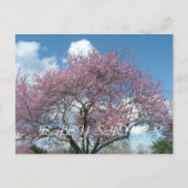 Babydusche, Frühlingskirschblüte Einladungspostkarte (Vorderseite)