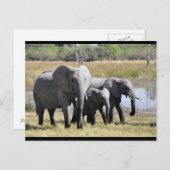 BabyElefanten- und Familienkarte Postkarte (Vorne/Hinten)