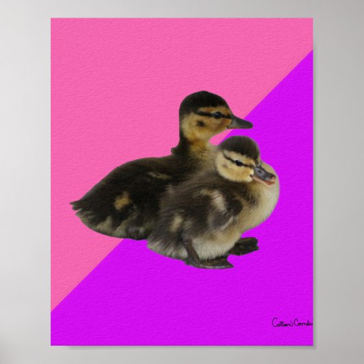 Babyenten auf rosa Himbeere und Lila Sorbet Poster (Vorne)