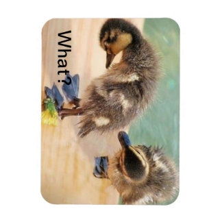 Babyenten schauen sich was an? magnet