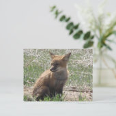 Babyfuchs 01 postkarte (Stehend Vorderseite)