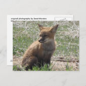 Babyfuchs 01 postkarte (Vorne/Hinten)