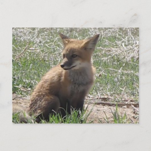 Babyfuchs 01 postkarte (Vorderseite)