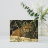 Babyfuchs Postkarte (Stehend Vorderseite)