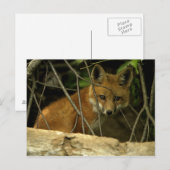 Babyfuchs Postkarte (Vorne/Hinten)