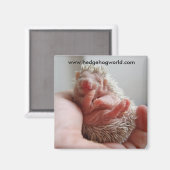 Babyfugenmagnet Magnet (Vorderseite/Rückseite)