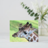 Babygiraffe Postkarte (Stehend Vorderseite)