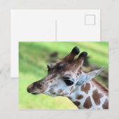 Babygiraffe Postkarte (Vorne/Hinten)