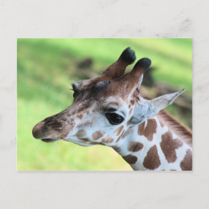 Babygiraffe Postkarte