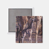 Babygiraffe und Mutter, Tansania Magnet (Vorderseite/Rückseite)