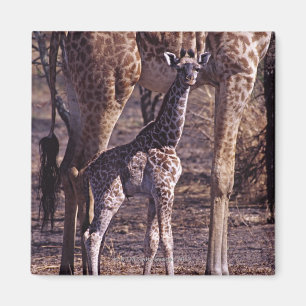 Babygiraffe und Mutter, Tansania Magnet