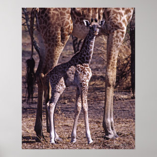 Babygiraffe und Mutter, Tansania Poster