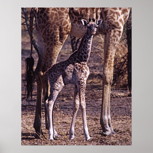 Babygiraffe und Mutter, Tansania Poster (Vorne)