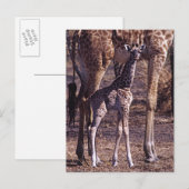 Babygiraffe und Mutter, Tansania Postkarte (Vorne/Hinten)