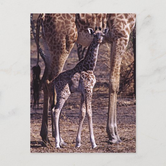 Babygiraffe und Mutter, Tansania Postkarte (Vorderseite)