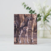 Babygiraffe und Mutter, Tansania Postkarte (Stehend Vorderseite)