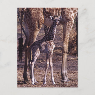 Babygiraffe und Mutter, Tansania Postkarte