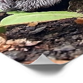 BabyGrey Poster (Ecke)